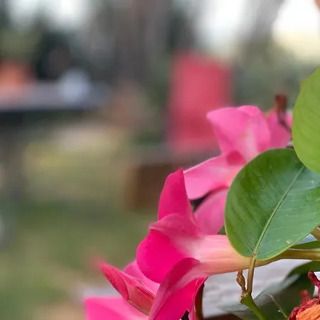 Monte Alto Holiday home *